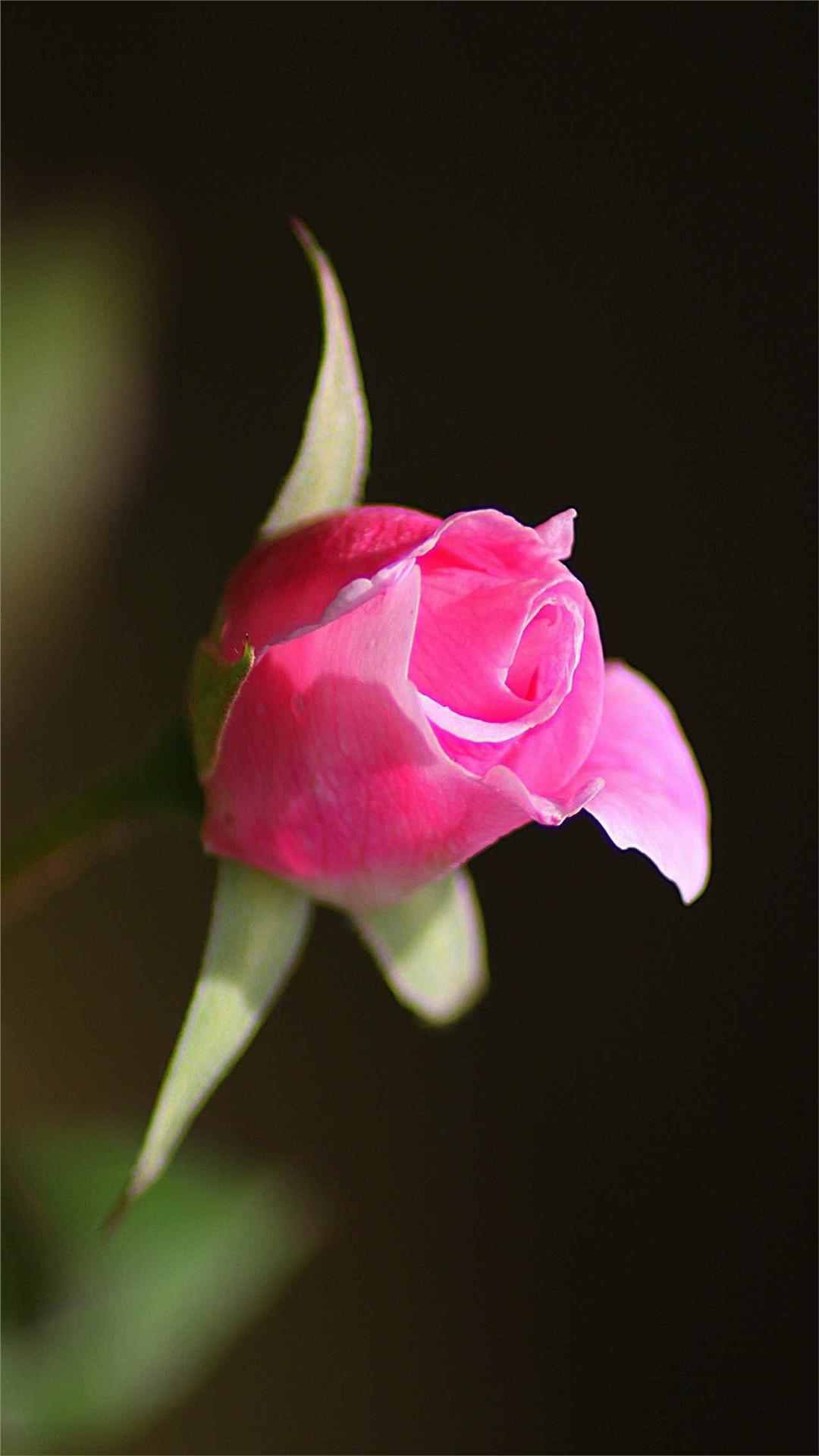 Rose Flower iPhone Wallpaper