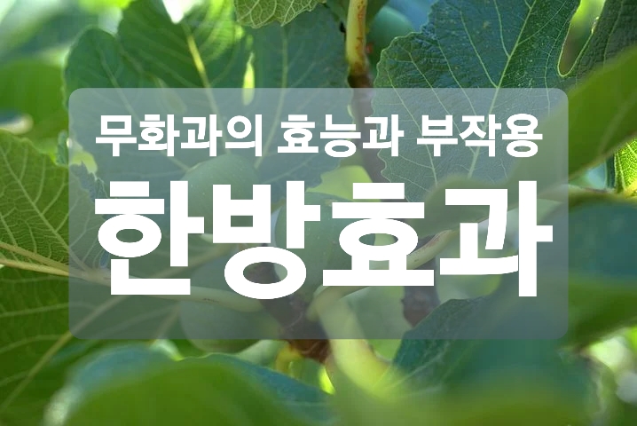  무화과의 효능과 부작용