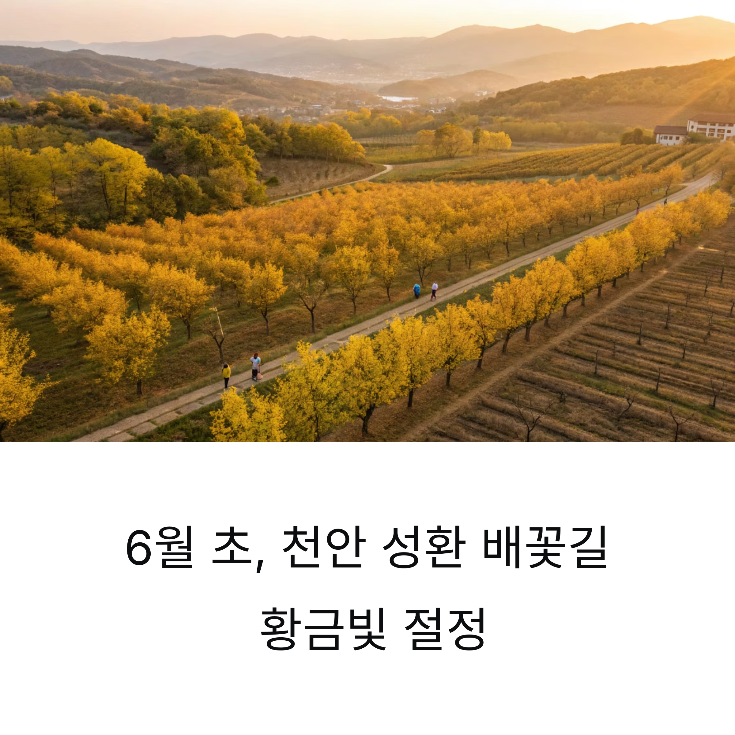 천안 배꽃길 지금이 절정