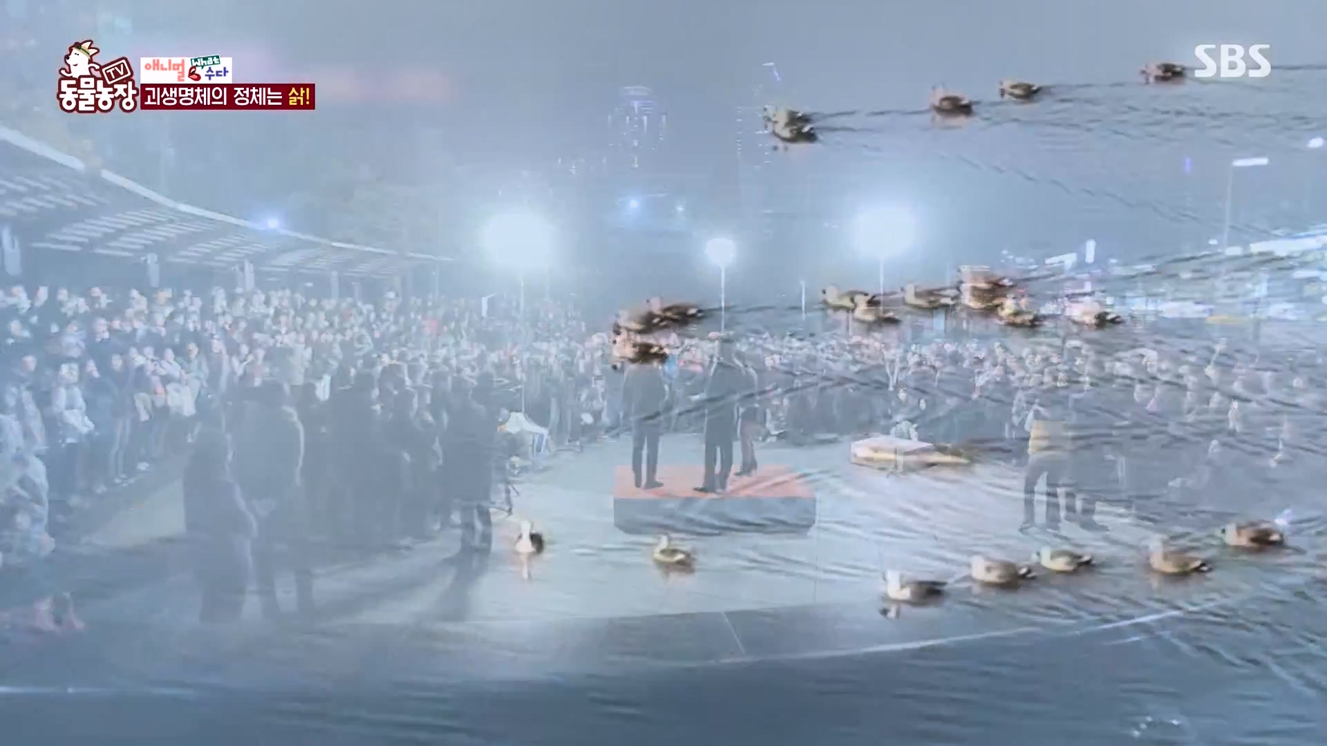 TV 동물농장.E1164.240324p-NEXT.mp4_20240324_170510.649.jpg