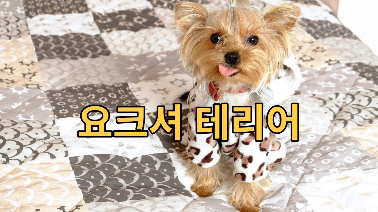  요크셔 테리어 귀엽고 깜찍한 애완동물로 최고