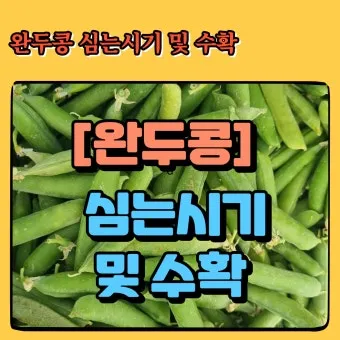 완두콩 수확시기 파종시기 삶는 법 재배법_7