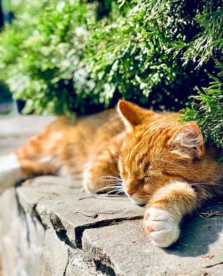 따스한-햇살-아래-꿀잠-중인-고양이
