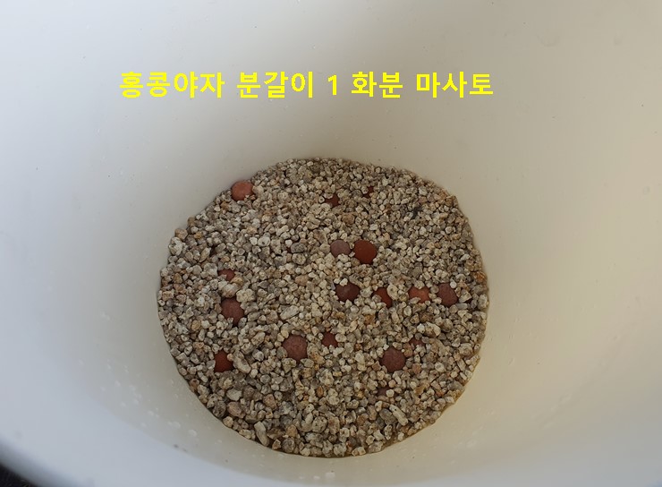 홍콩야자 분갈이 1 화분 마사토