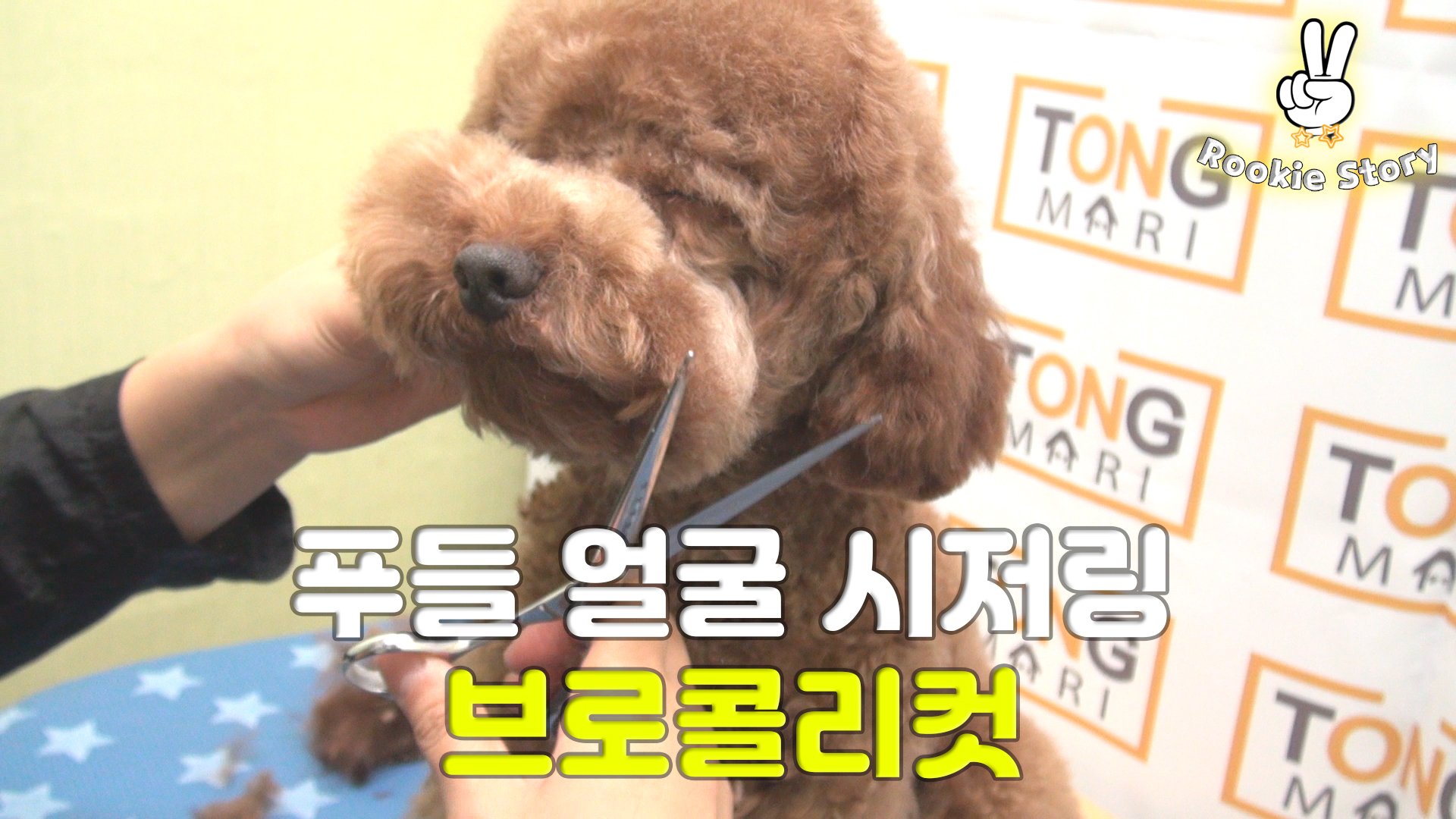  강아지 얼굴 가위컷 미용 푸들 브로콜리컷 시저링