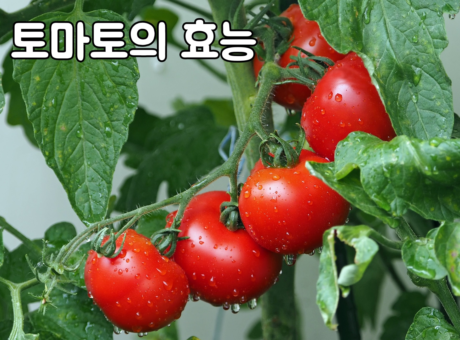 의사들이 가장 싫어하는 채소, 1