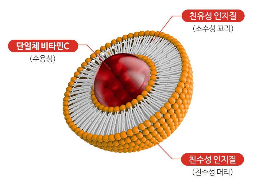 리포좀비타민C의 구조