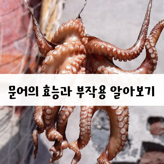 문어의 효능과 부작용.