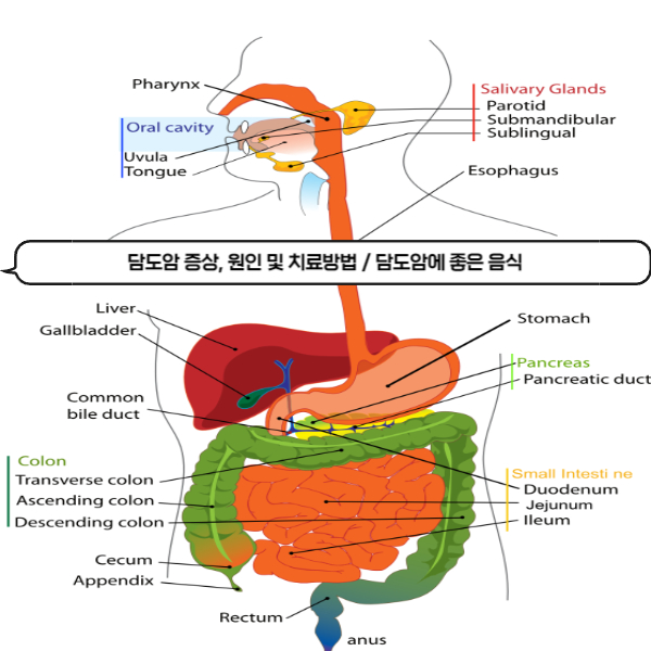  담도암 증상, 원인 및 치료방법 / 담도암에 좋은 음식