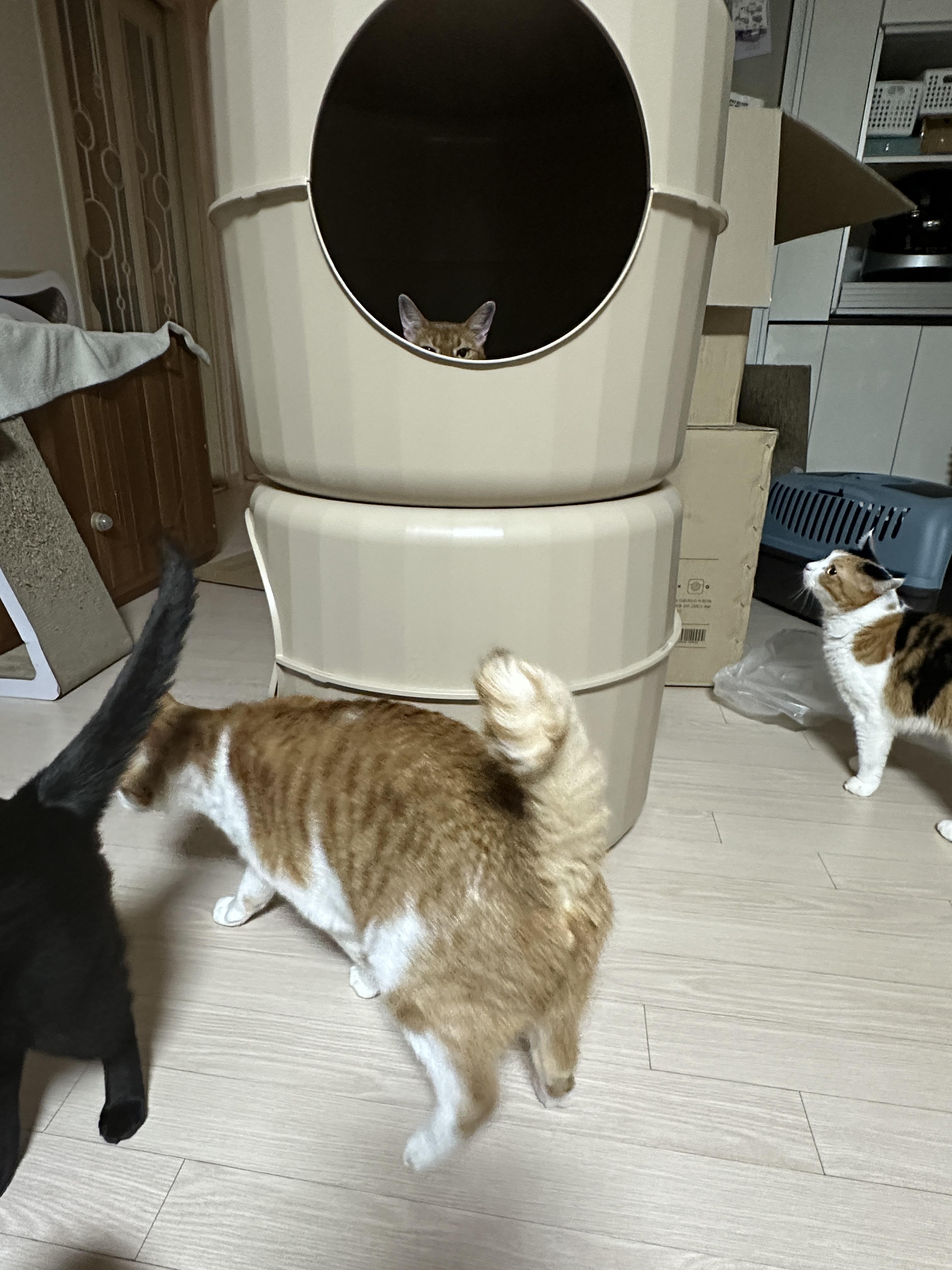 하우스_2층에_있는_루나와_무서운_누나와_눈이_마주쳐서_도망가는_막둥이