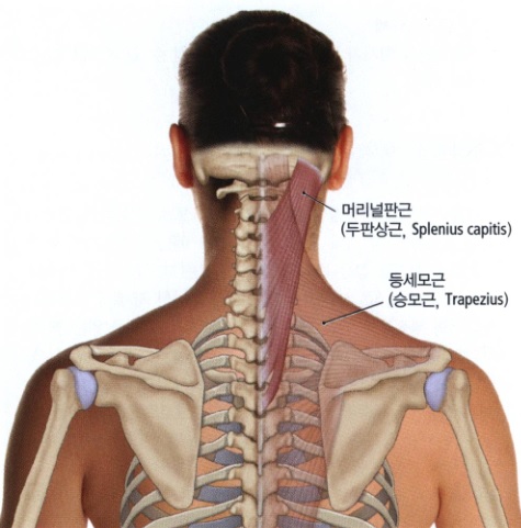 두판상근의 해부학적인 그림으로 기지와 정지점이 잘 나와있는 사진.