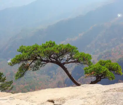 도봉산국립공원-국립공원전화예약