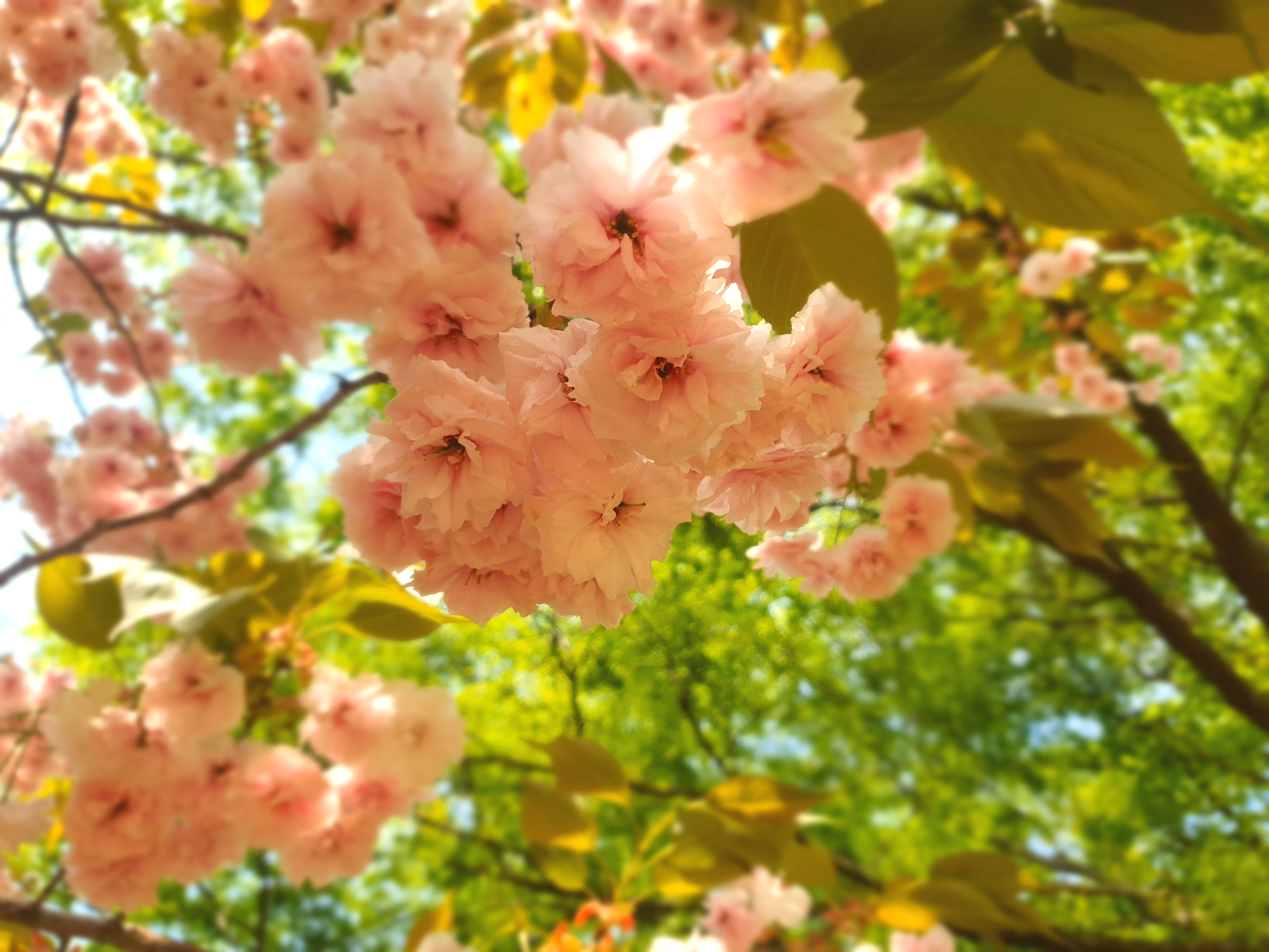 서산 문수사 겹벚꽃 명소(2024년 4월 23일)