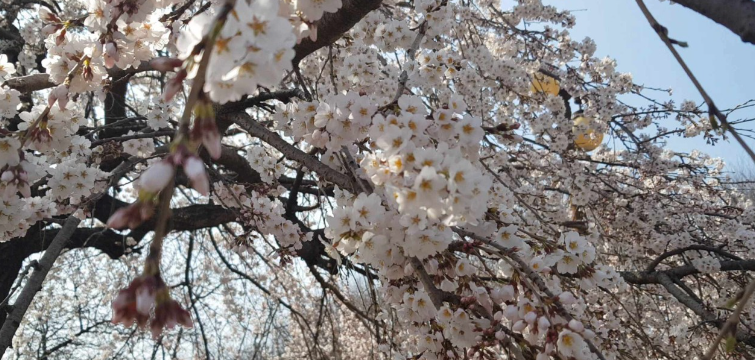 인천대공원 벚꽃축제1