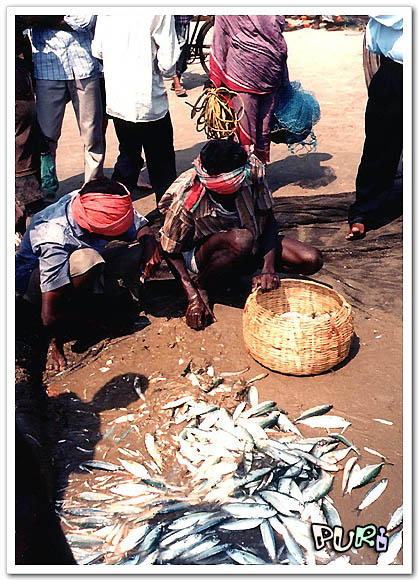 인도남부-푸리해변어촌-잡은-물고기는-그자리에서-바로-나눕니다