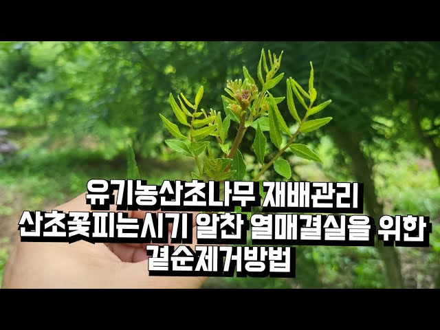 산초나무 재배관리