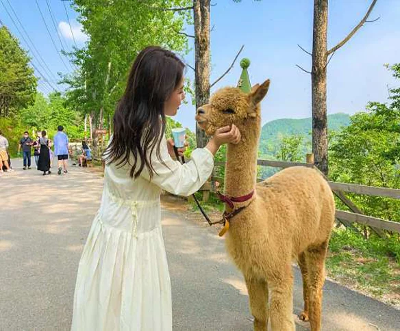 알파카월드