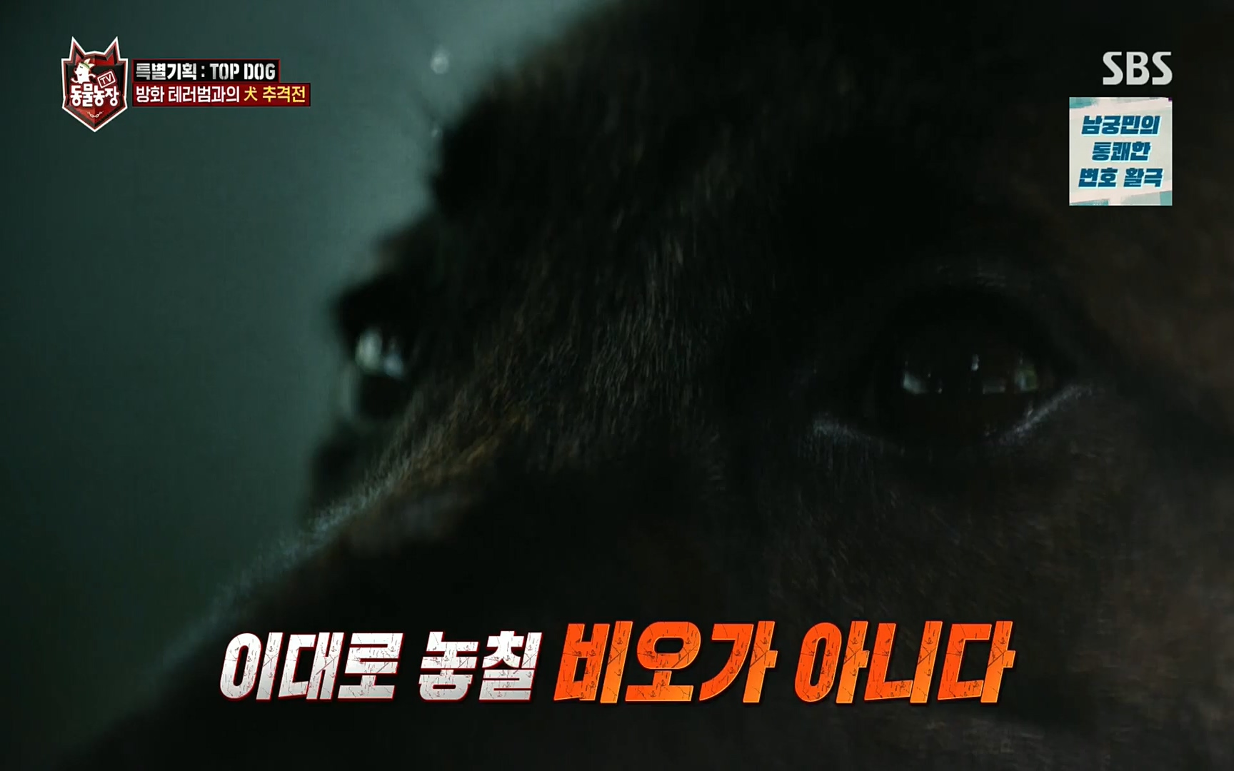 TV 동물농장.E1086.220911p.H264-F1RST.mp4_20220911_175424.043.jpg