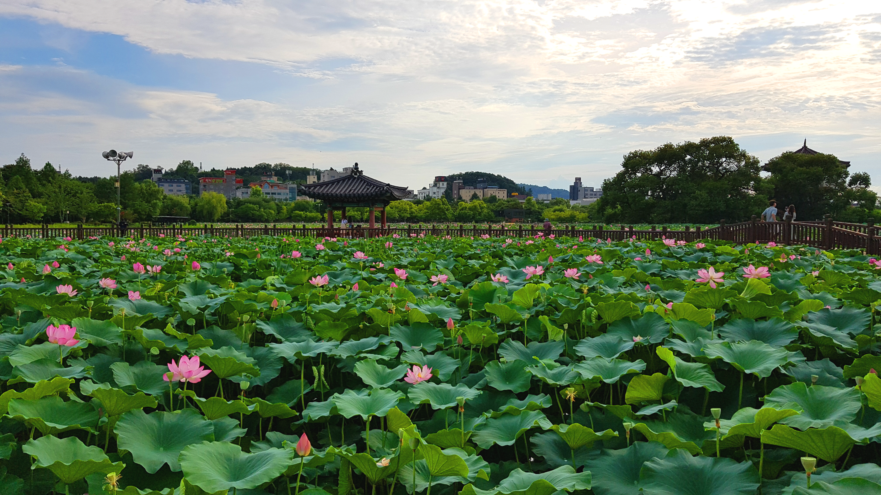 전주 덕진공원