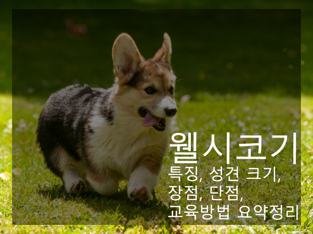 웰시코기 특징, 성견 크기, 장점, 단점, 교육방법 요약정리