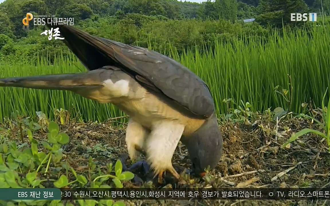 생존 3부_ EBS 다큐프라임_ 220629.avi_20220701_210440.606.jpg