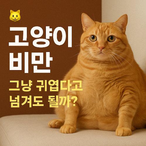 고양이 비만 관련 썸네일