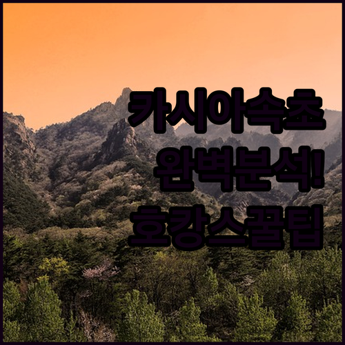 카시아 속초 완벽 분석! 오션뷰, 수