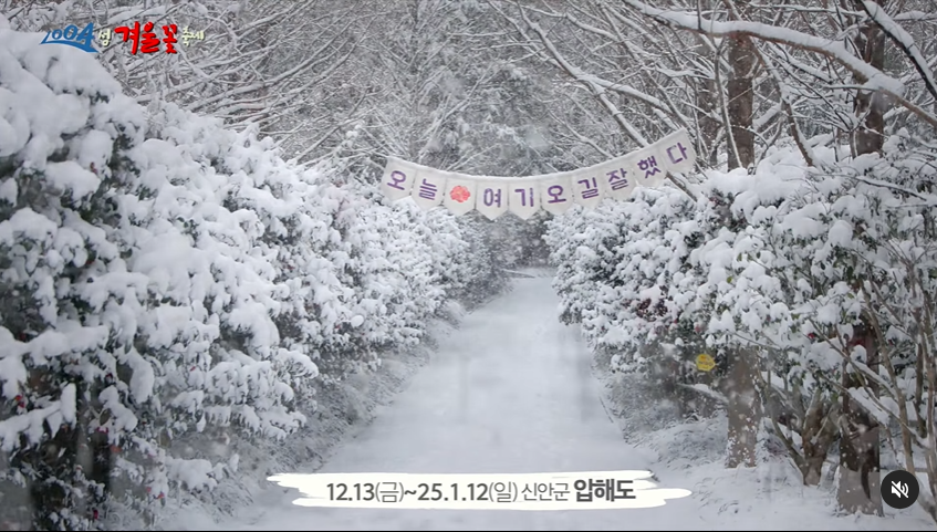 신안 섬 겨울꽃 축제 일정과 추천코스! 1004섬 분재정원 겨울여행