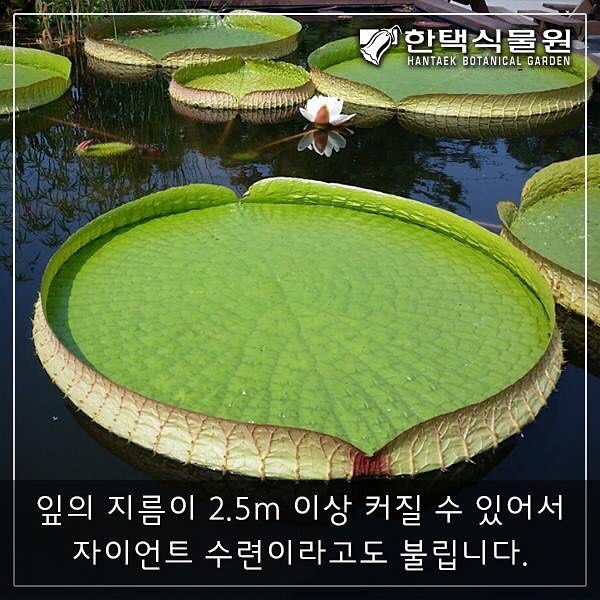 생방송 오늘저녁 희귀 식물의 천국에 핀 여름 꽃 소개 방송