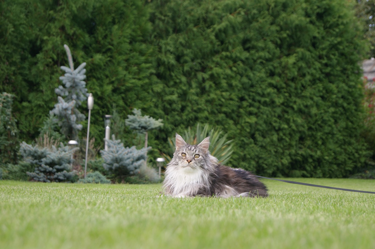 Maine Coon4