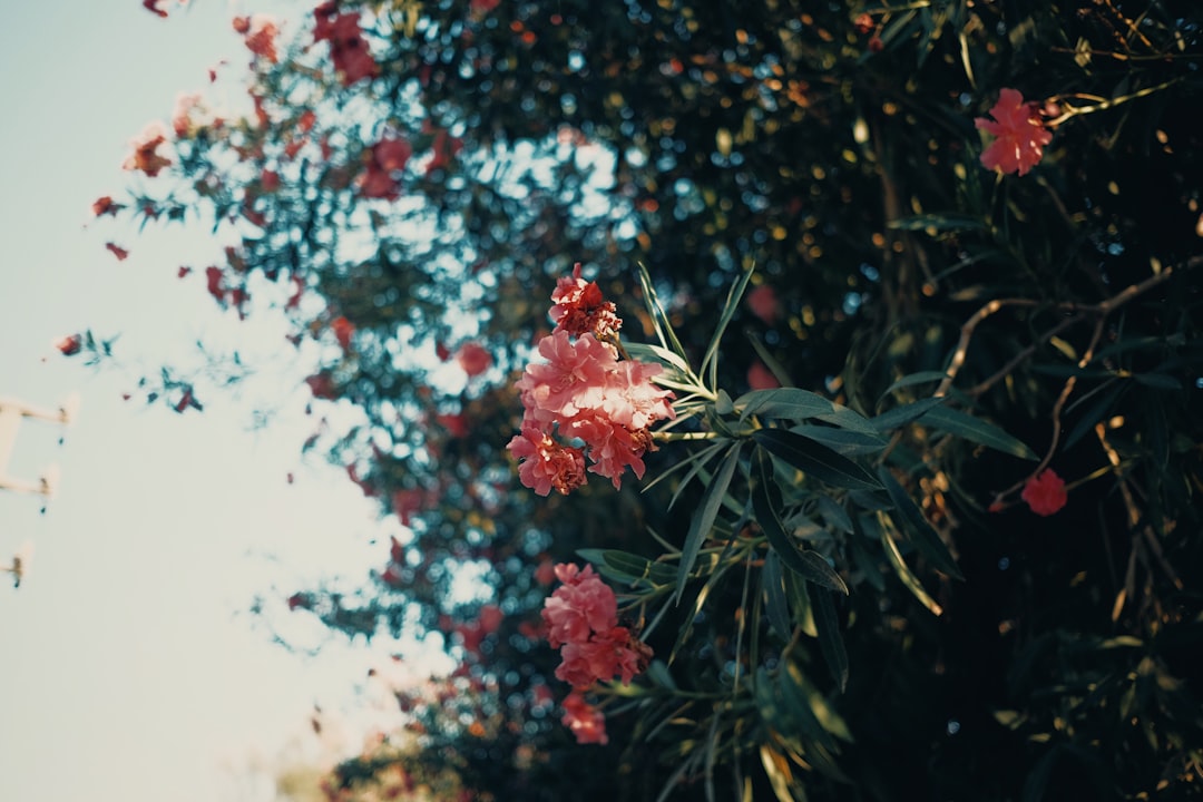 'Mabinogi'