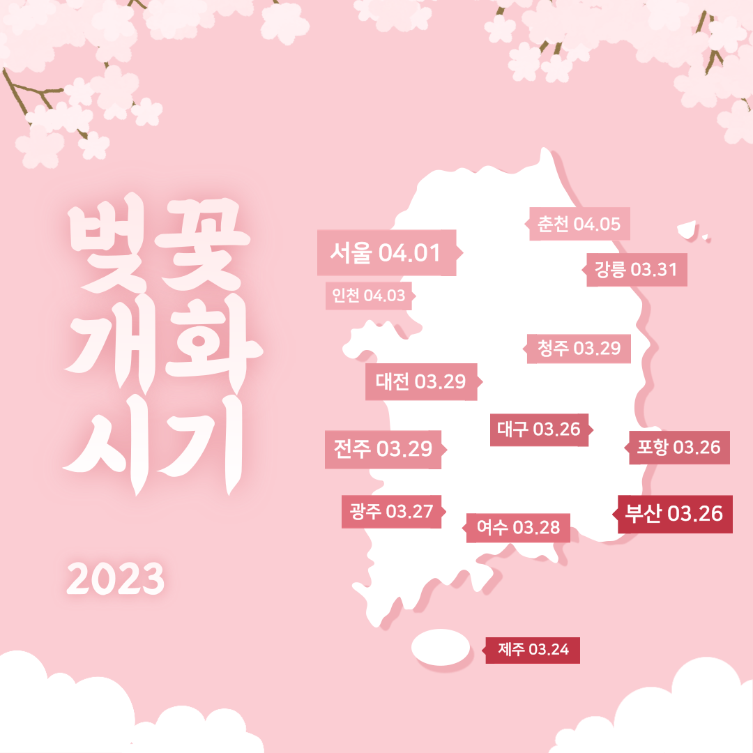 2023년 벚꽃 개화시기