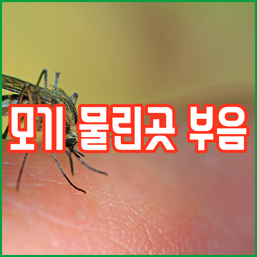  모기 물린곳 부음 이틀 이상 지속되면 안되는 이유