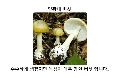 일광대버섯 독버섯사진