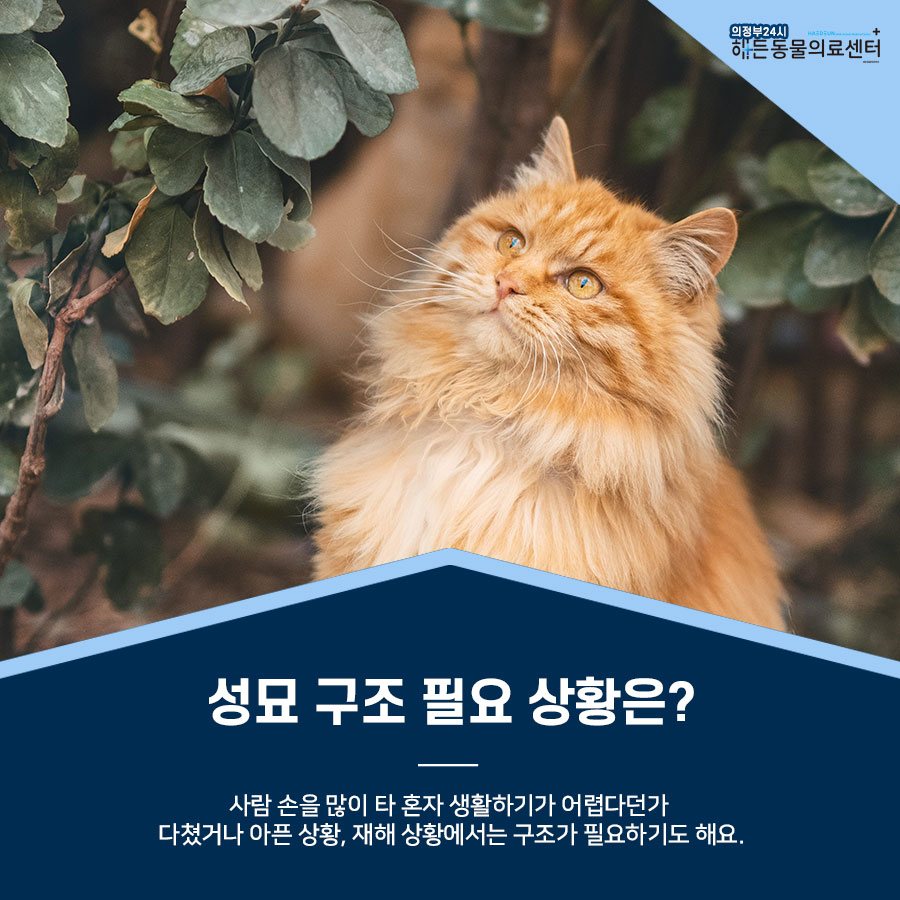간택 , 구조는 어리다면 조심해야 해요! 8