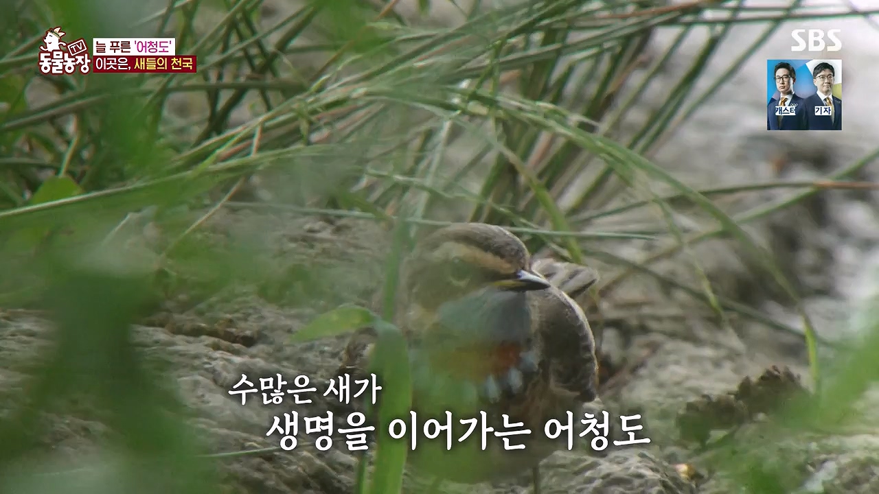 TV 동물농장.E1181.240722p-NEXT.mp4_20240721_165603.939.jpg