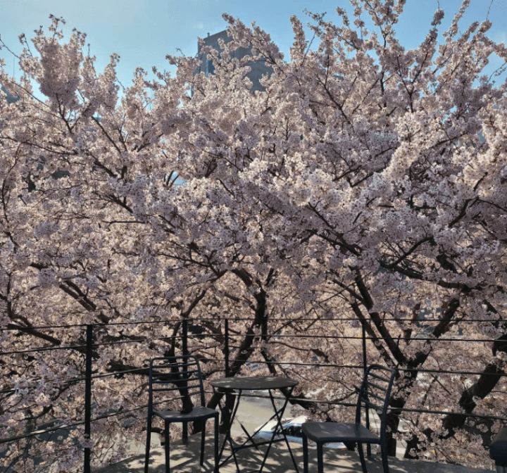 카페 테라스에 벚꽃이 만개한 모습