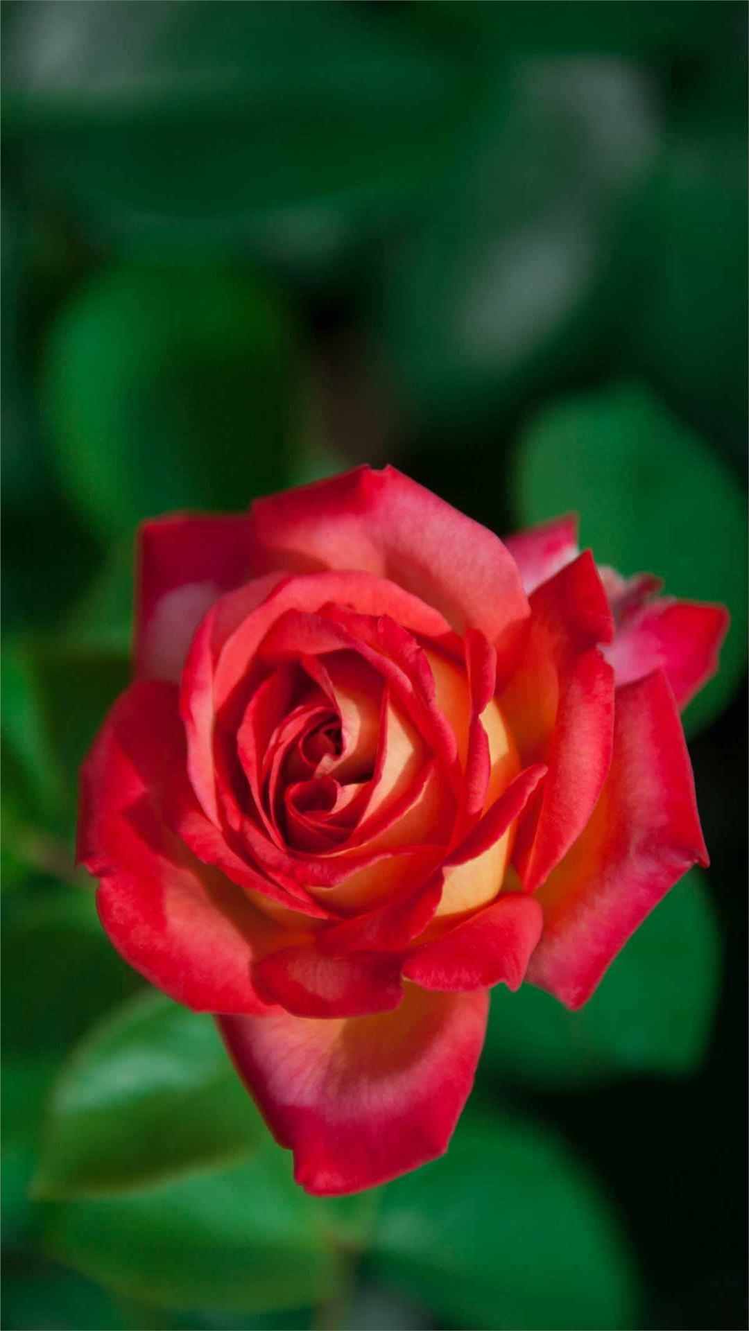 Rose Flower iPhone Wallpaper