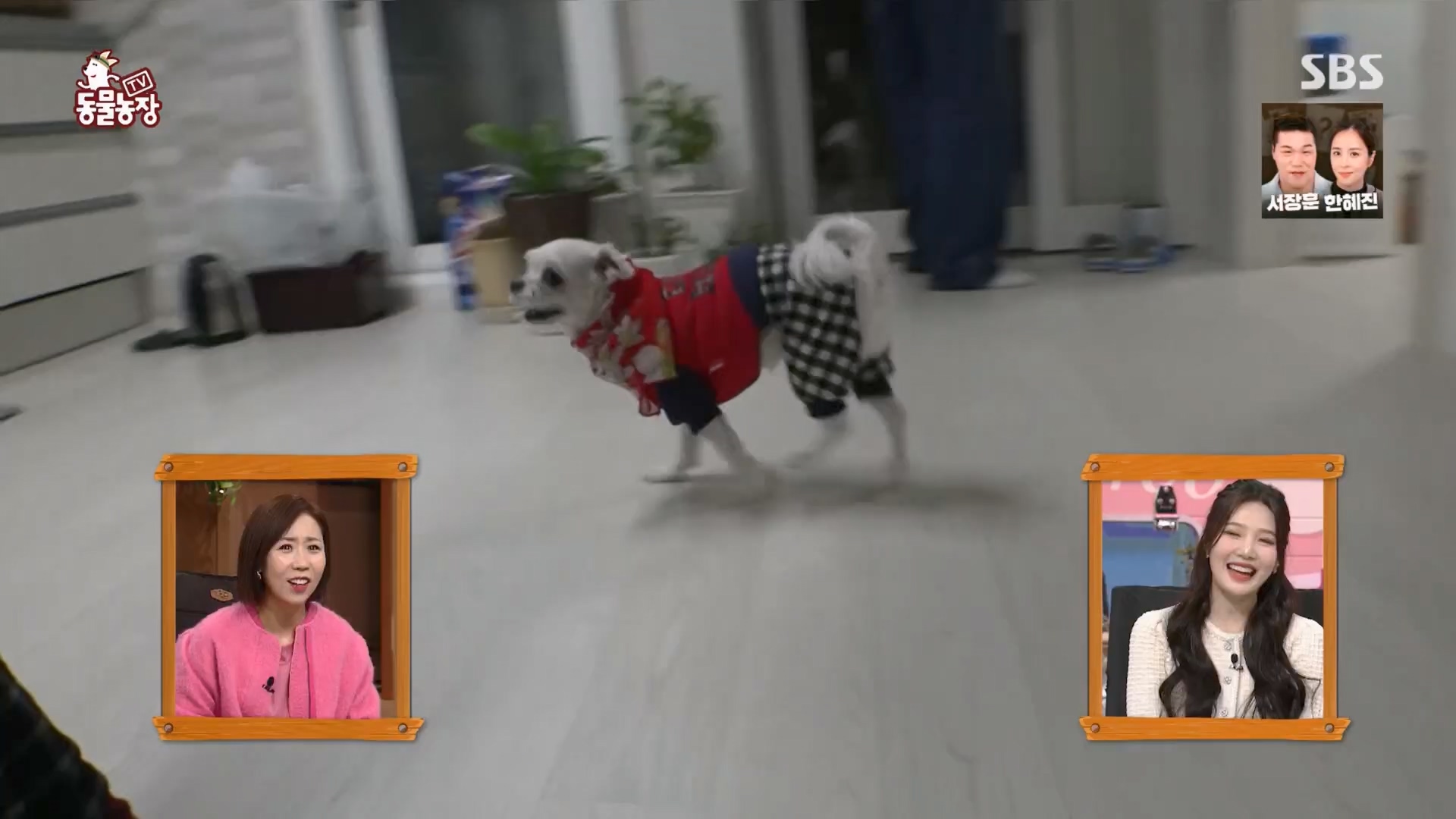 TV 동물농장.E1159.240218p.H264-F1RST.mp4_20240218_165958.458.jpg