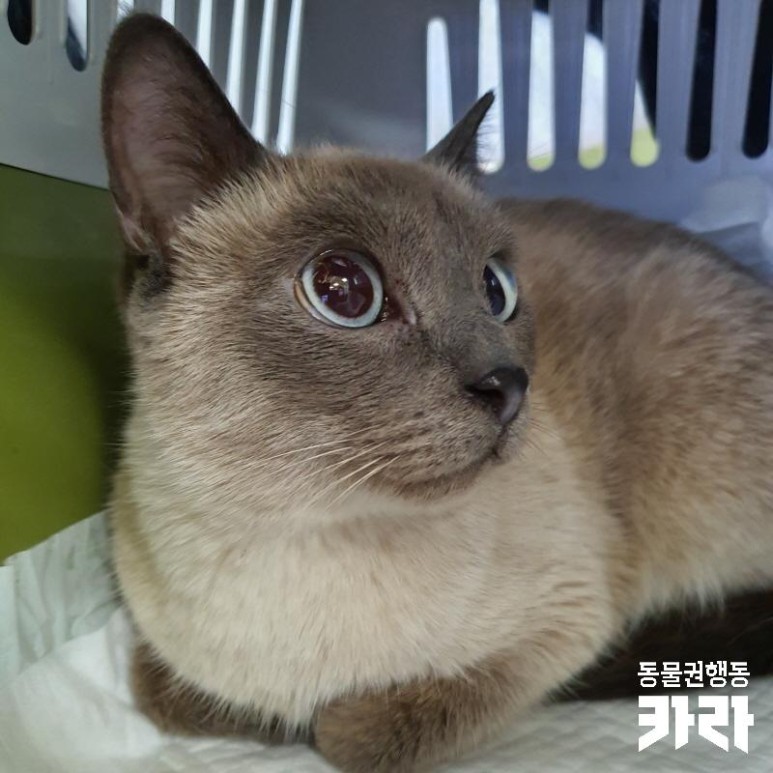 샴 고양이 '모아'의 일생에 가족을 찾습니다 [입양 완료] 추운 겨울 화단에 버려졌다 16