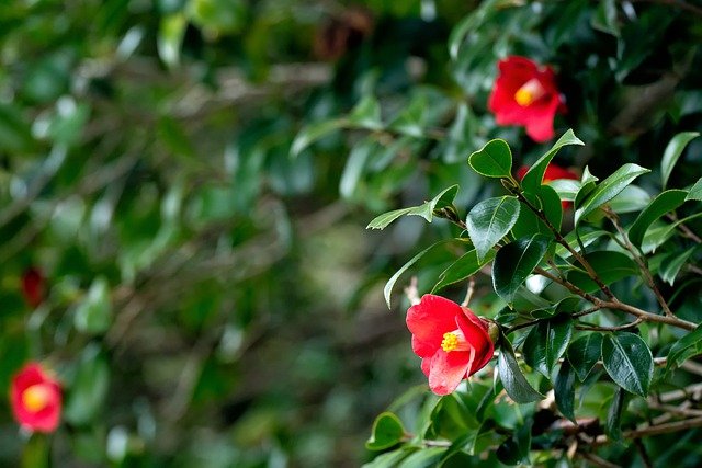4월 29 탄생화 동백나무(Camellia)