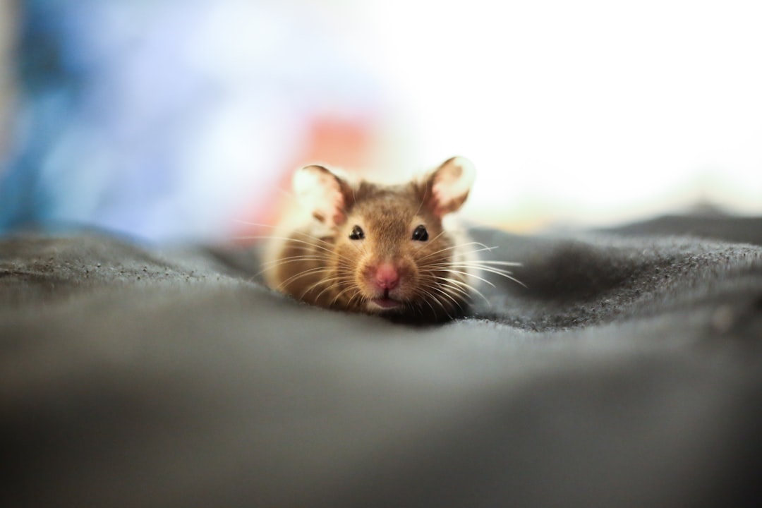 Rat