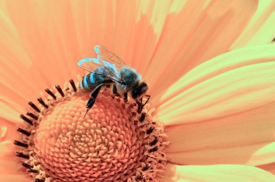 꽃-위의-꿀벌