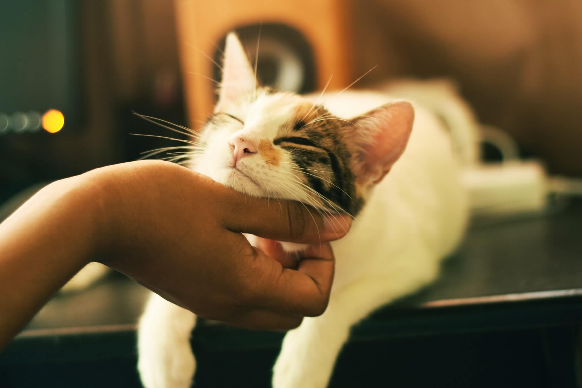 하얀색 고양이의 턱을 쓰다듬는 손