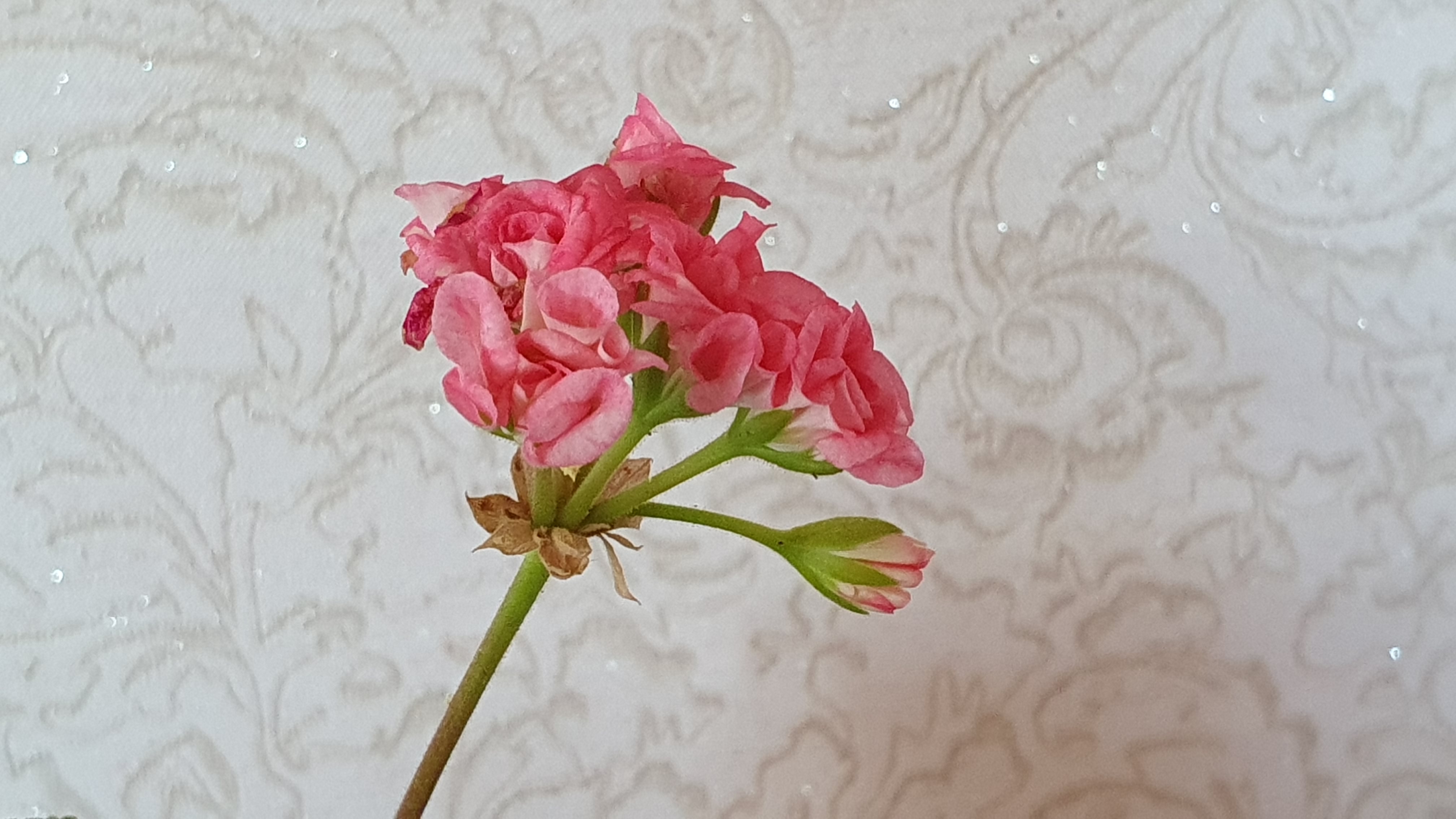 엔젤 로즈 제라늄 꽃