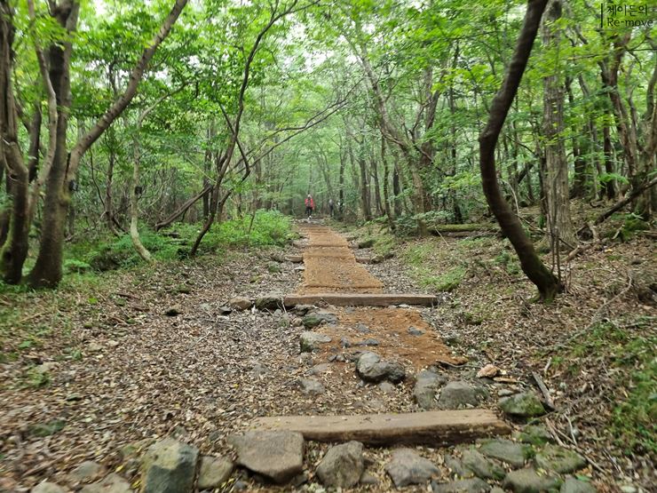 성판악-탐방로를-시작하는-숲길의-모습
