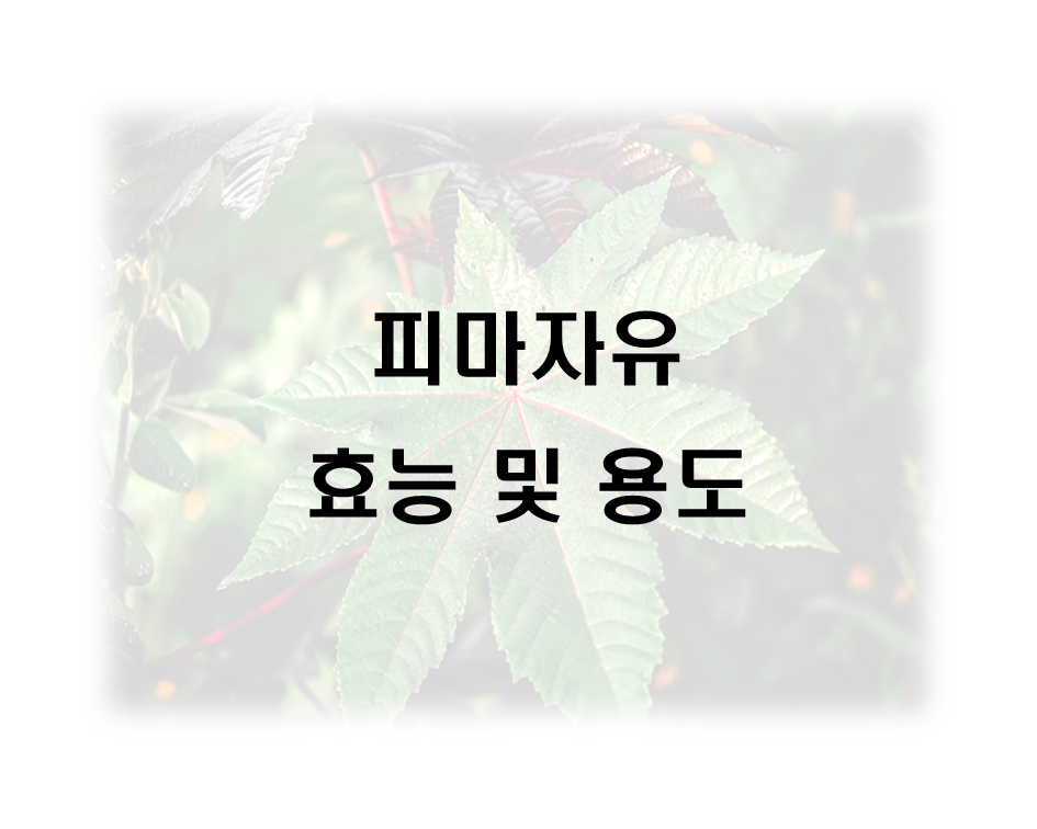  피마자유 효능 및 용도
