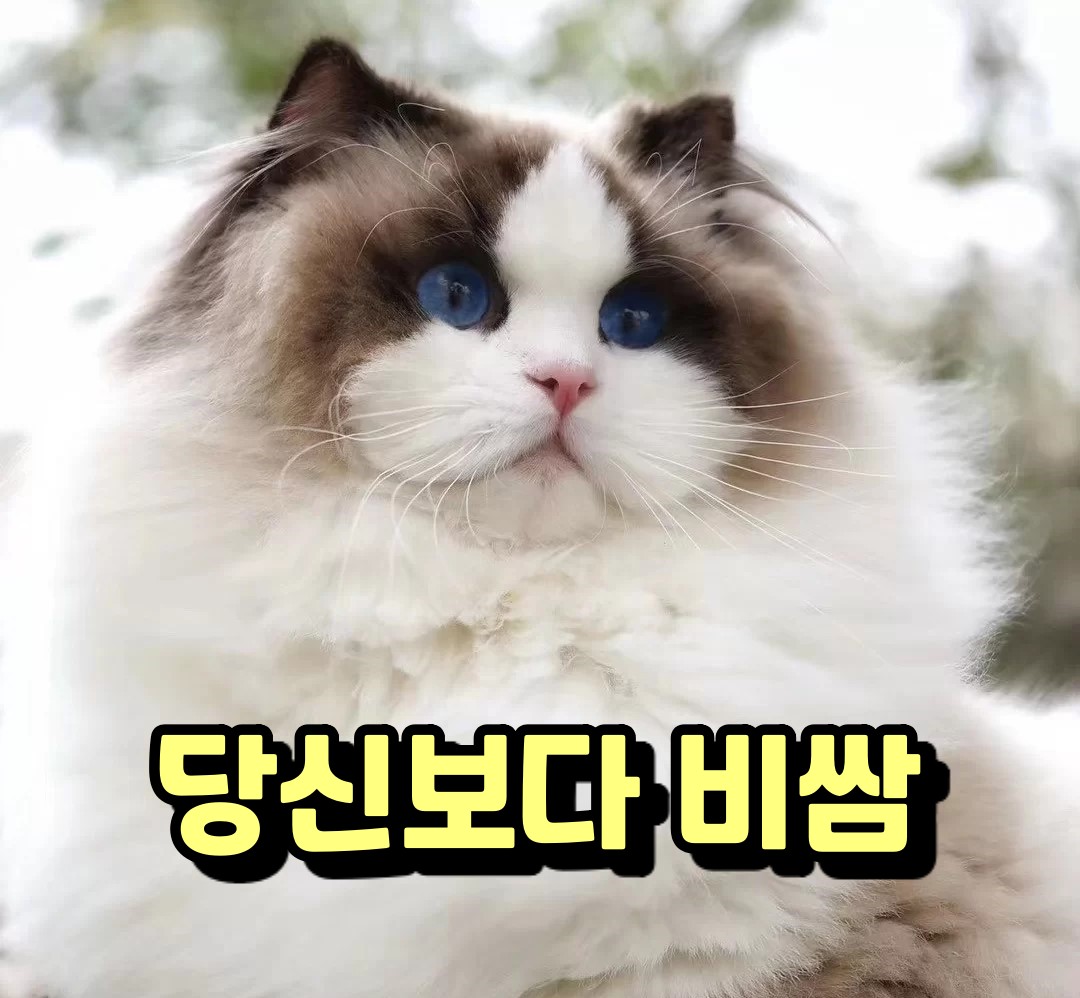  알리알리 차이나