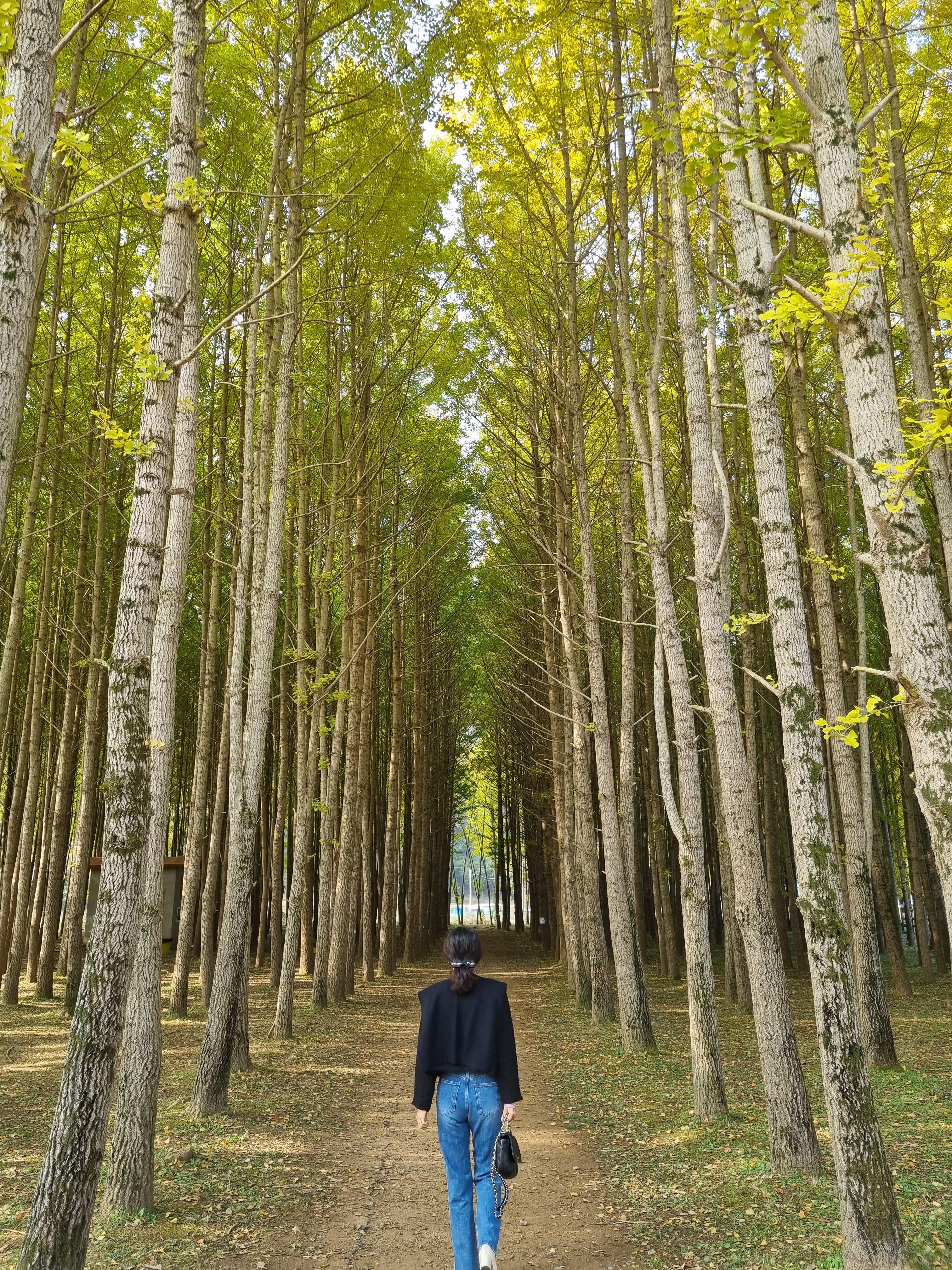  경주 도리마을 은행나무 숲 다녀왔어요~~