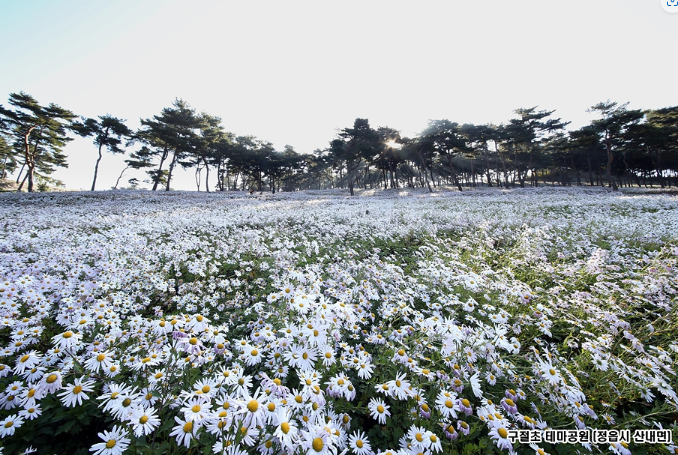 정읍 구절초지방정원